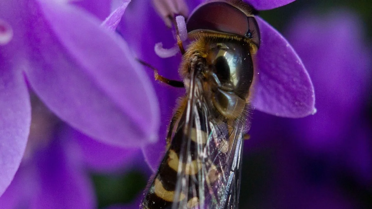Wiesenglockenblume im Garten: Warum 33 Wildbienenarten auf diese eine Pflanze angewiesen sind