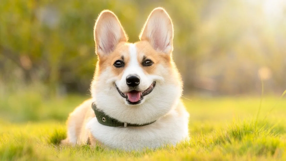 Welche Pflanzen deinen Hund vergiften können – und was du im Notfall tun solltest