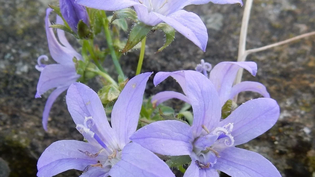 Wiesen-Glockenblume (Campanula patula): Wildbienenpflanze des Jahres 2025 stirbt in freier Natur aus