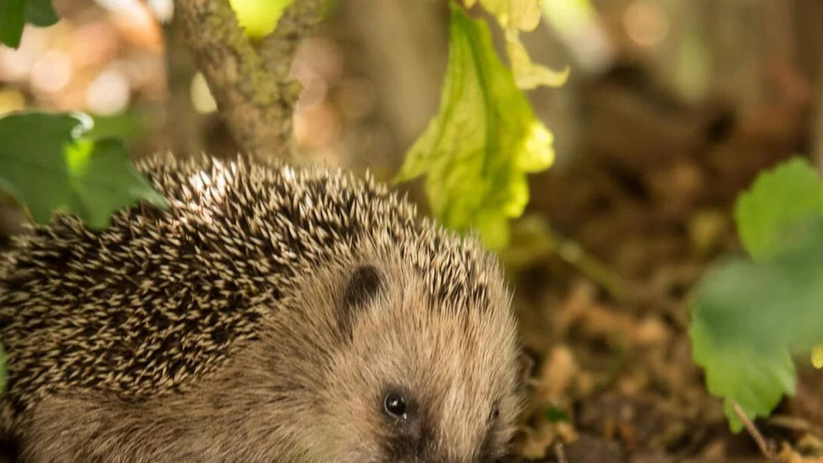 Igelkot oder Rattenkot im Garten – so erkennst du den Unterschied sicher