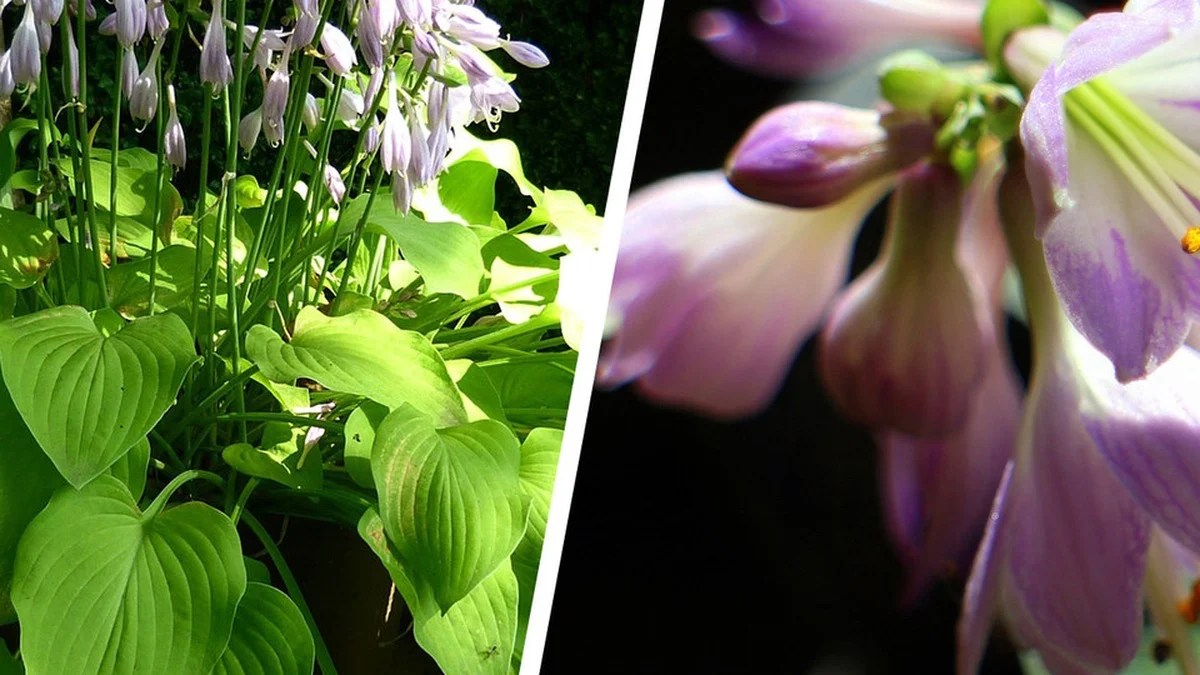 Funkie im Garten: Warum diese robuste Schattenpflanze mehr Aufmerksamkeit verdient