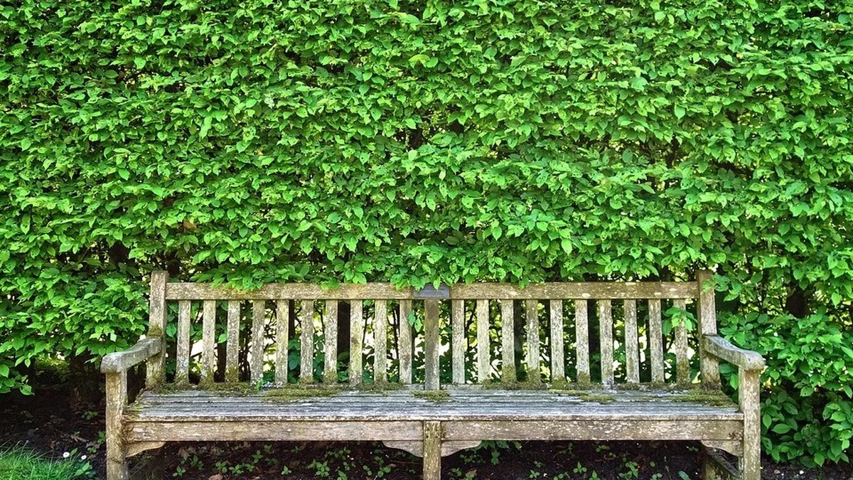 Hecke schneiden ab Oktober: Was das Gesetz erlaubt – und was bis zu 15.000 Euro kostet