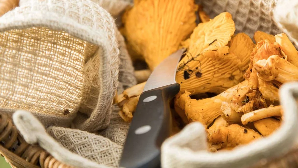 Warum Pfifferlinge und Steinpilze im Supermarkt nie aus Deutschland stammen