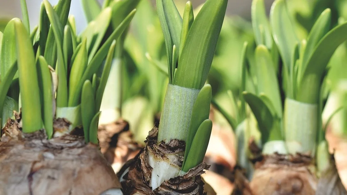 Gladiolen, Dahlien, Begonien – welche 8 Blumenzwiebeln du jetzt vor dem Frost aus der Erde holen musst