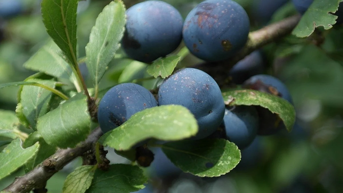 Welche Wildbeeren du jetzt noch pflücken kannst – und worauf du achten solltest