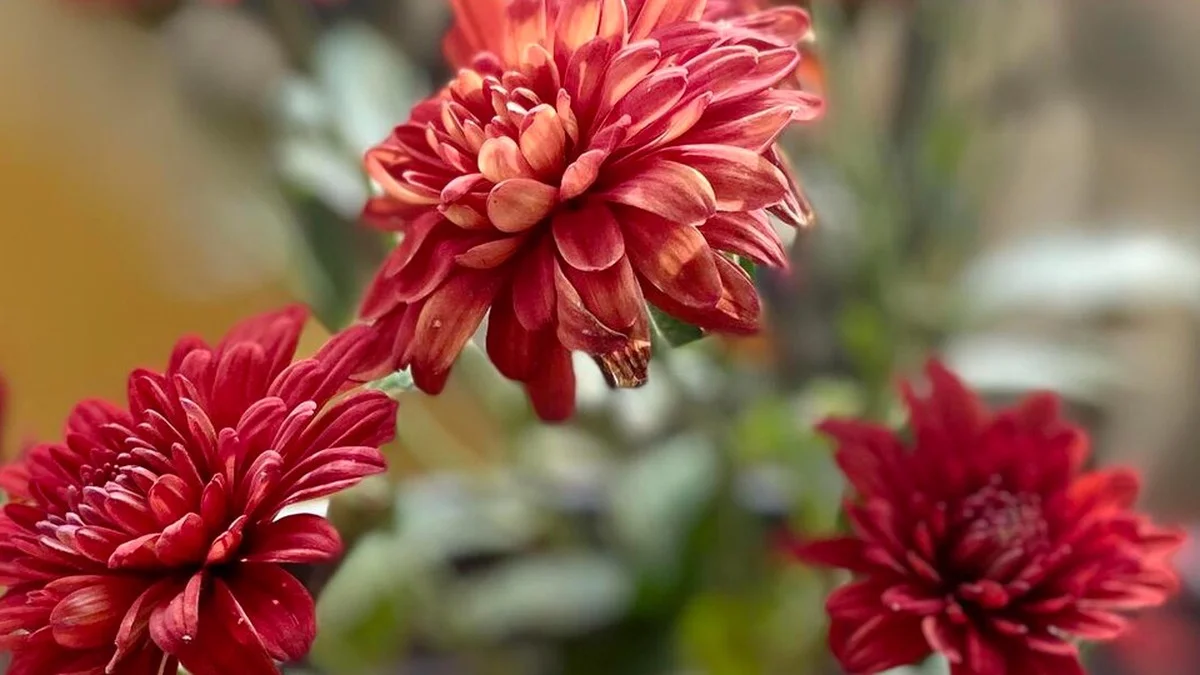 Topf-Chrysanthemen: Der vollständige Pflegeplan für bis zu 40 Tage Blüte
