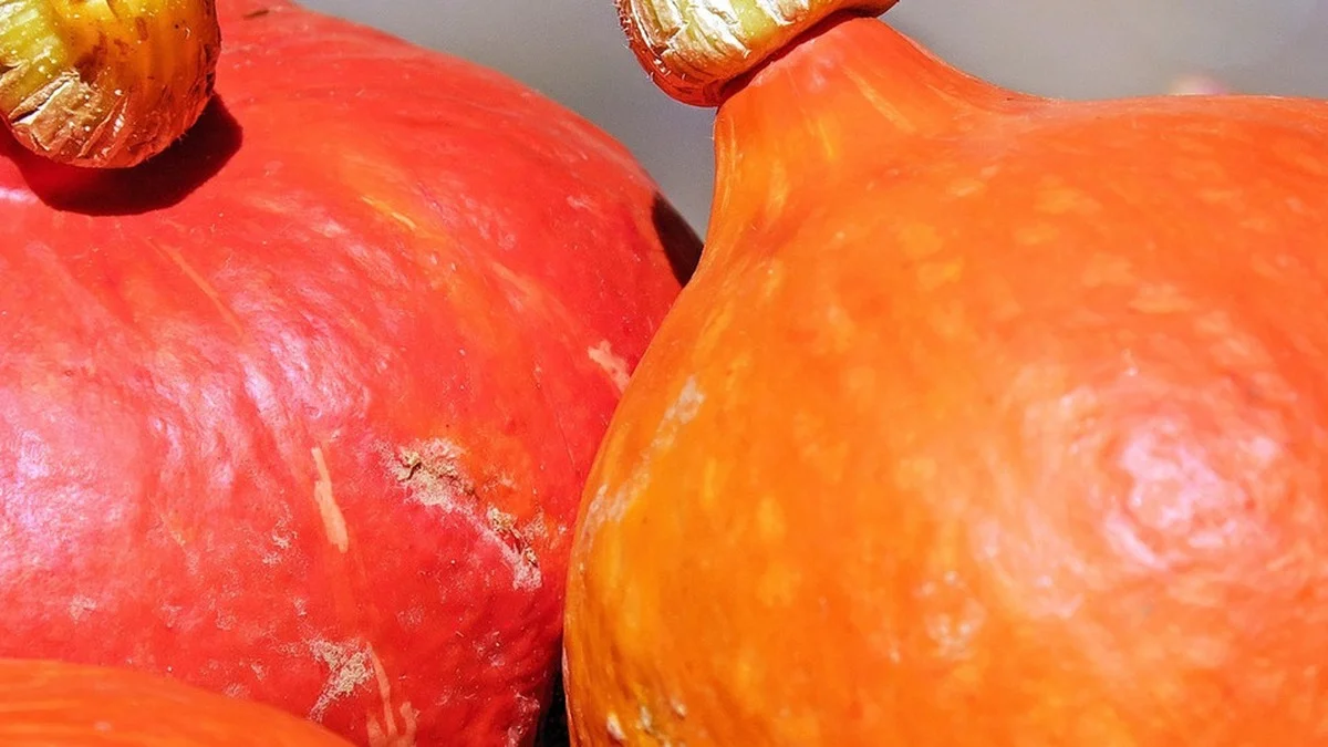 Hokkaido-Kürbis: 3 Nährstoffe, bei denen er alle anderen Sorten schlägt