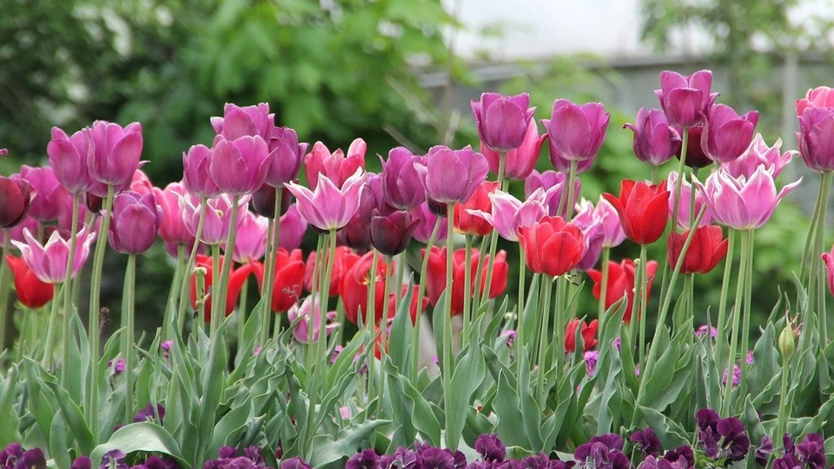 Tulpen pflanzen: Der vollständige Herbst-Plan für leuchtende Frühjahrsblüten